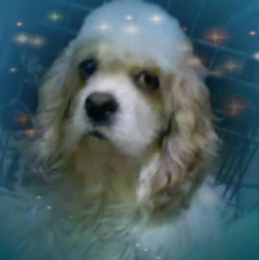 Meet your Posher, Lilah